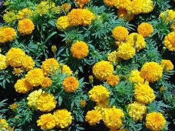 Marigold_Plant_(Hybrid,_Pack_of_1)