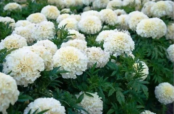 Marigold_Plant_(Hybrid,_Pack_of_1)