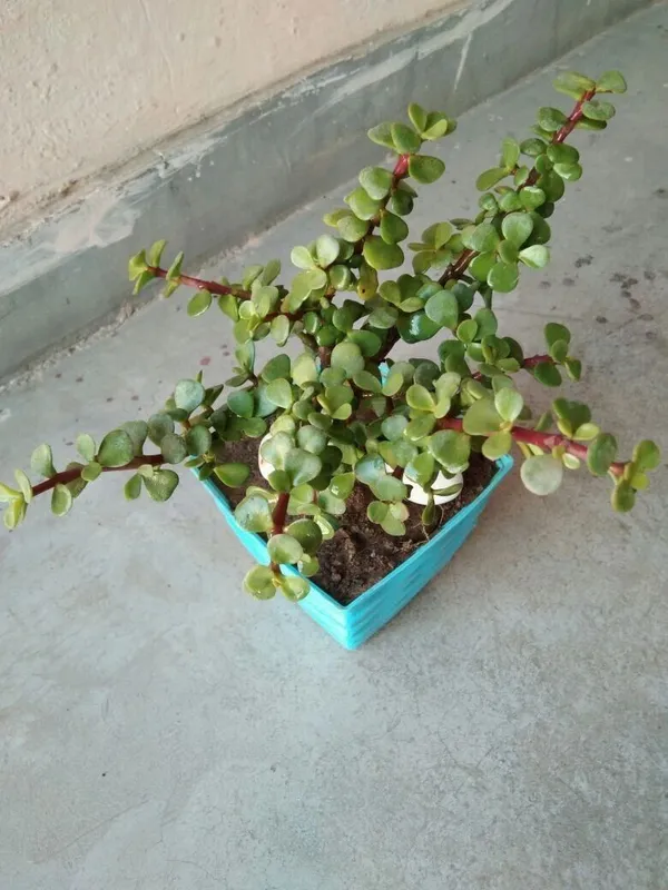 Money_Plant_(Hybrid,_Pack_of_1)