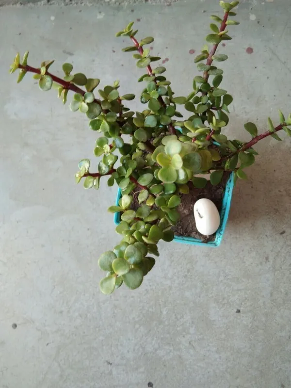 Money_Plant_(Hybrid,_Pack_of_1)
