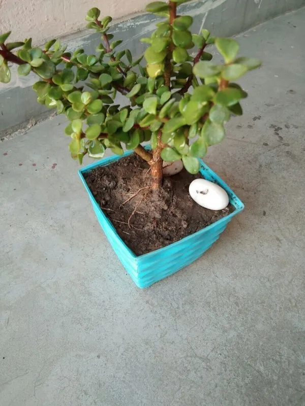 Money_Plant_(Hybrid,_Pack_of_1)