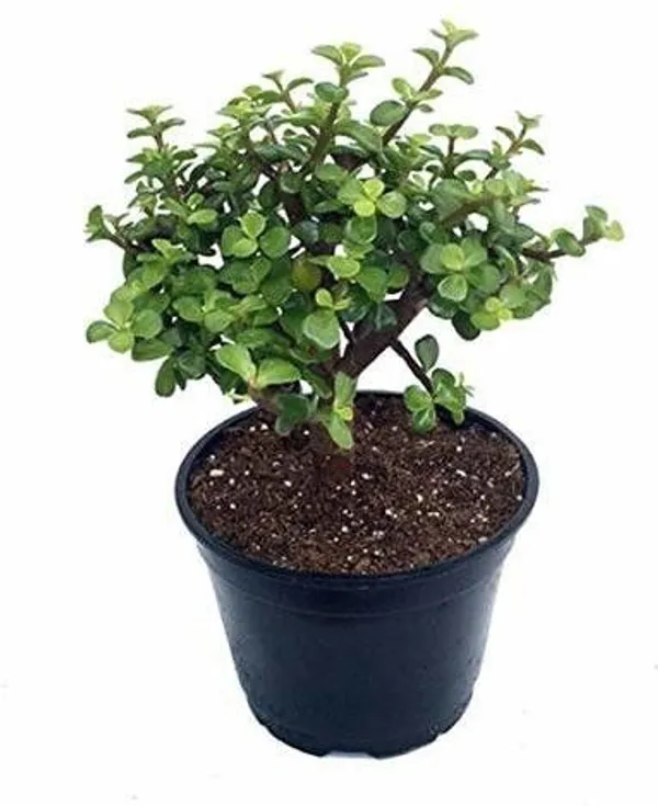 Money_Plant_(Hybrid,_Pack_of_1)