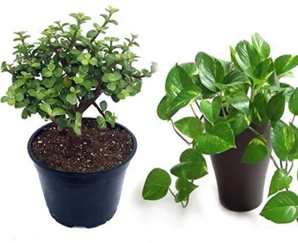 Money_Plant_(Hybrid,_Pack_of_1)