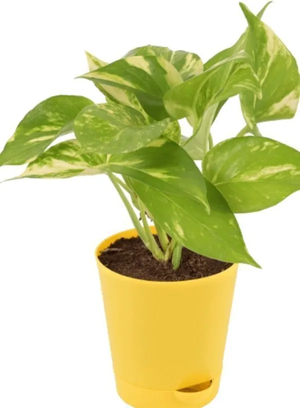 Money_Plant_(Hybrid,_Pack_of_1)