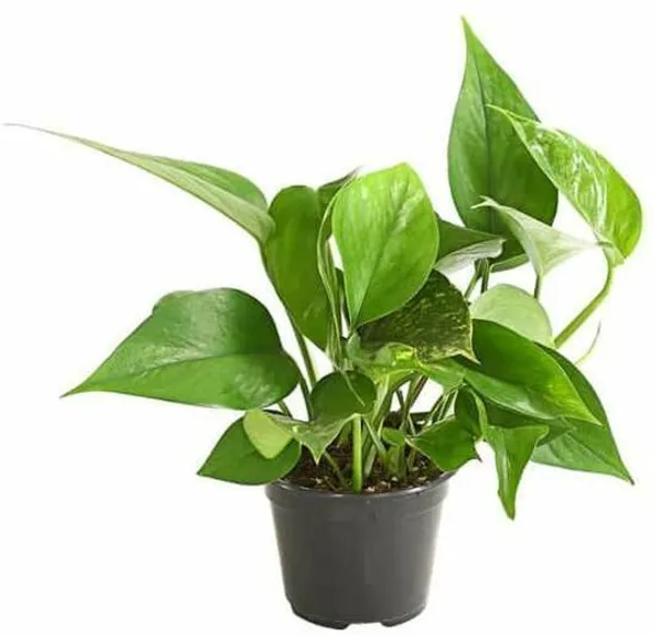Money_Plant_(Hybrid,_Pack_of_1)