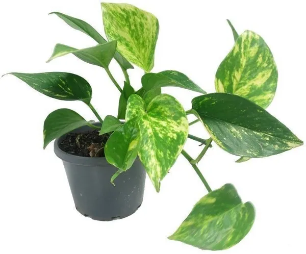 Golden_Money_Plant_(Hybrid,_Pack_of_1)