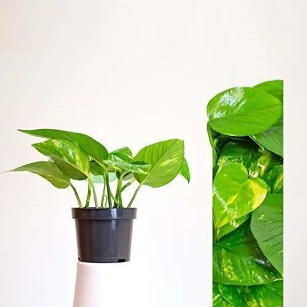 Golden_Money_Plant_(Hybrid,_Pack_of_1)