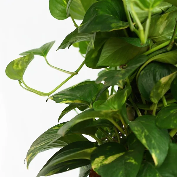 Money_Plant_(Hybrid,_Pack_of_1)