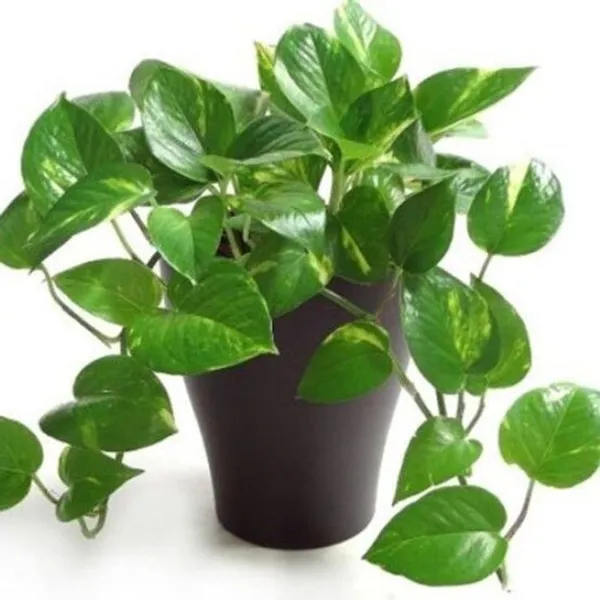 Money_Plant_(Hybrid,_Pack_of_1)