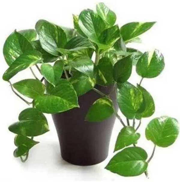 Money_Plant_(Hybrid,_Pack_of_1)