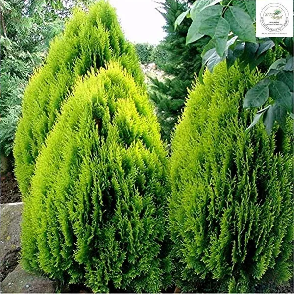 Platycladus/Morpankhi_Plant_(Hybrid,_Pack_of_1)