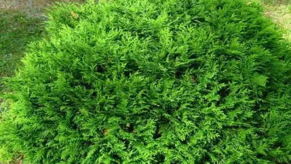 Platycladus/Morpankhi_Plant_(Hybrid,_Pack_of_1)