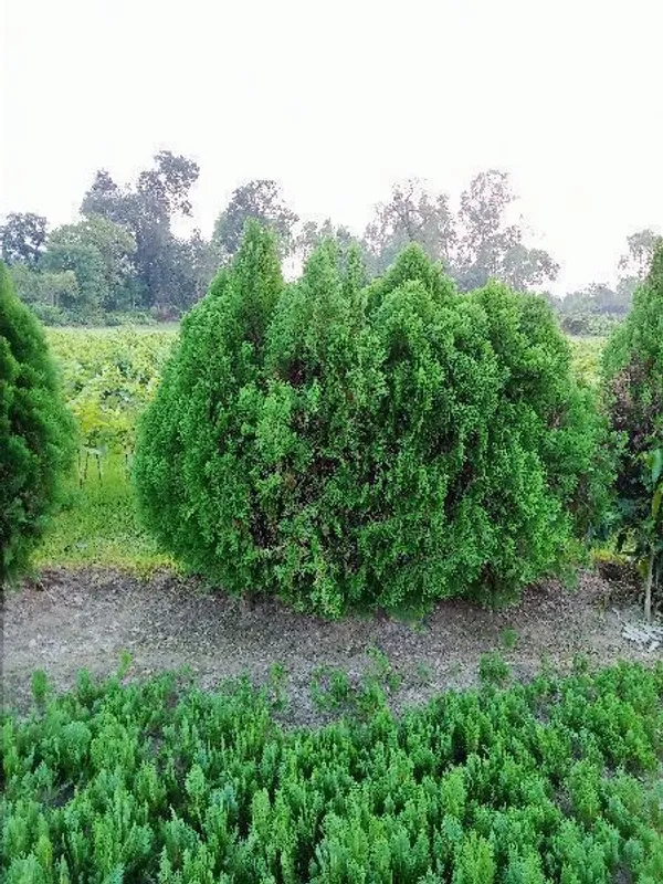 Platycladus/Morpankhi_Plant_(Hybrid,_Pack_of_1)