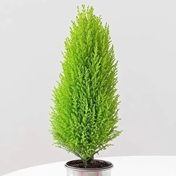 Platycladus/Morpankhi_Plant_(Hybrid,_Pack_of_1)