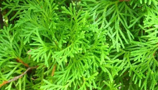 Platycladus/Morpankhi_Plant_(Hybrid,_Pack_of_1)