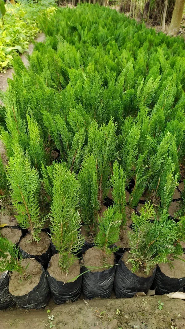 Platycladus/Morpankhi_Plant_(Hybrid,_Pack_of_1)