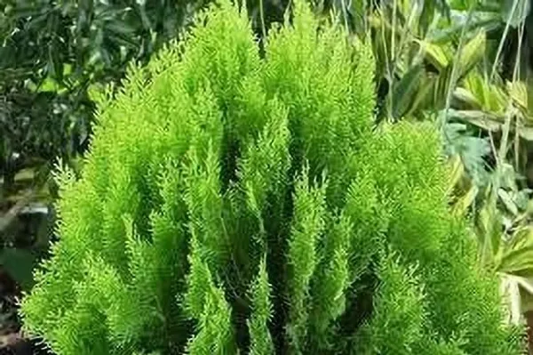 Platycladus/Morpankhi_Plant_(Hybrid,_Pack_of_1)