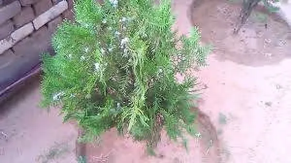 Platycladus/Morpankhi_Plant_(Hybrid,_Pack_of_1)
