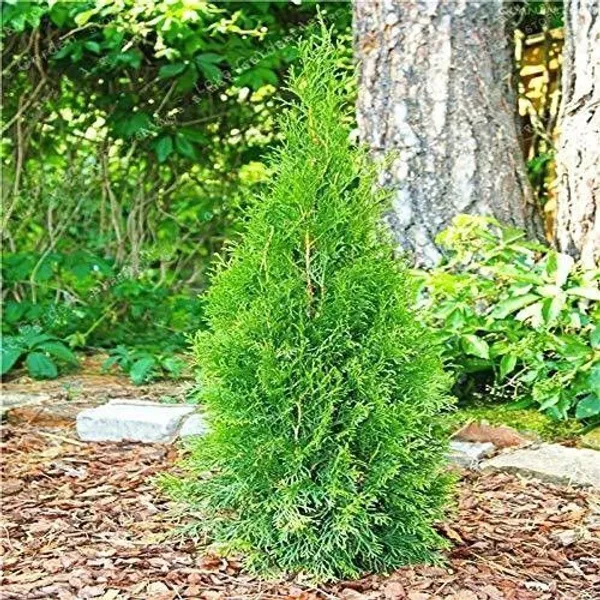 Platycladus/Morpankhi_Plant_(Hybrid,_Pack_of_1)