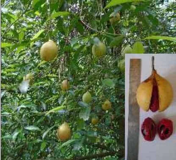 Nutmeg_Plant_(Hybrid,_Pack_of_1)