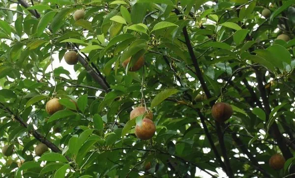 Nutmeg_Plant_(Hybrid,_Pack_of_1)