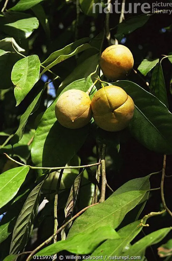 Nutmeg_Plant_(Hybrid,_Pack_of_1)