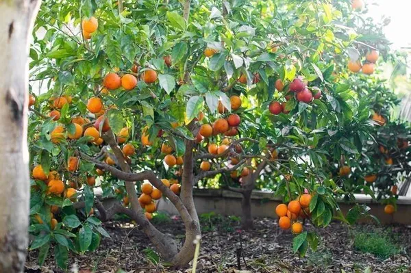Orange_Plant_(Hybrid,_Pack_of_1)