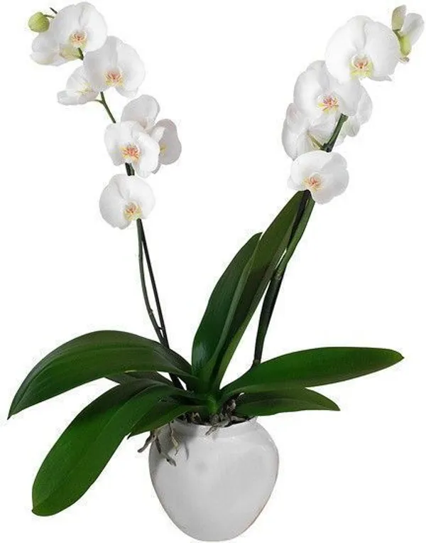 Lily_Plant_(Hybrid,_Pack_of_1)