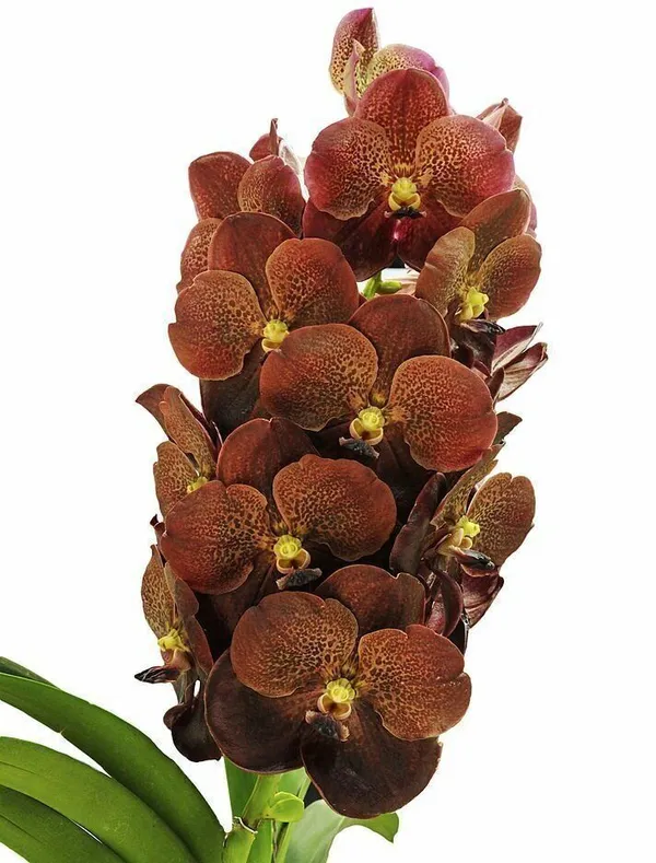 Lily_Plant_(Hybrid,_Pack_of_1)