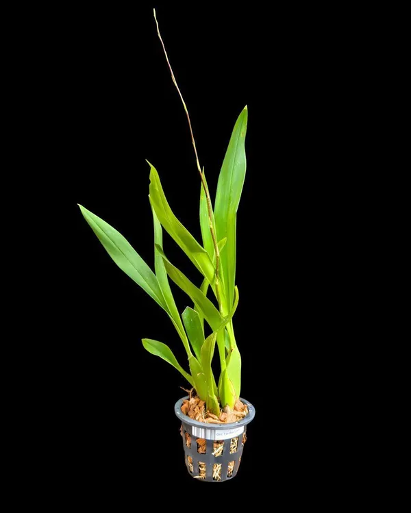 Lily_Plant_(Hybrid,_Pack_of_1)