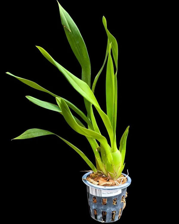 Lily_Plant_(Hybrid,_Pack_of_1)