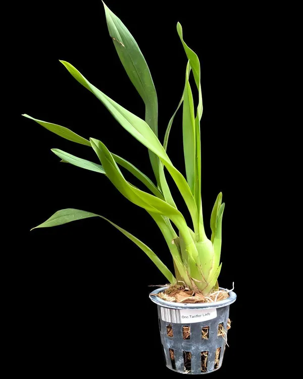 Lily_Plant_(Hybrid,_Pack_of_1)