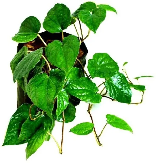 Betal_Leaf_Plant_(Hybrid,_Pack_of_1)