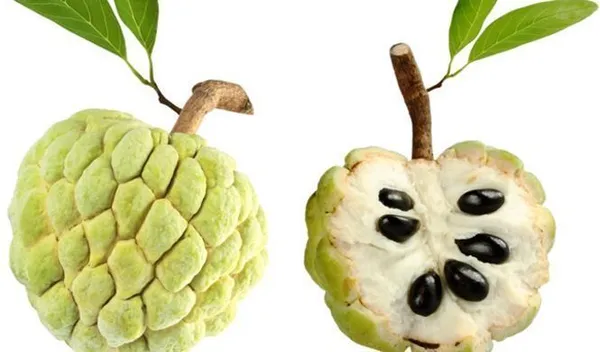 Custard_Apple_Plant_(Hybrid,_Pack_of_1)