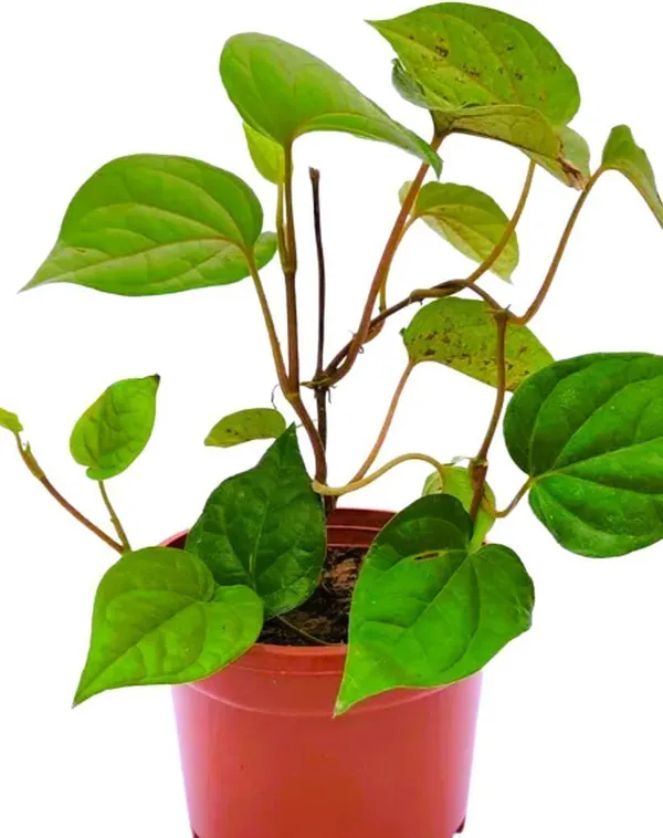 Betel_Leaf_Plant_(Hybrid,_Pack_of_1)