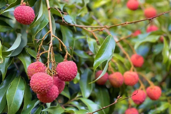 Litchi_Plant_(Hybrid,_Pack_of_1)