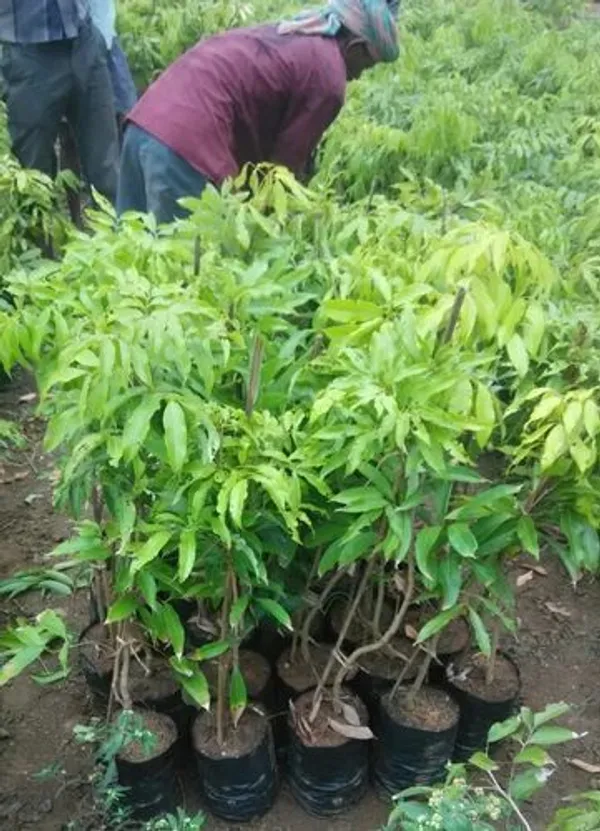 Litchi_Plant_(Hybrid,_Pack_of_1)