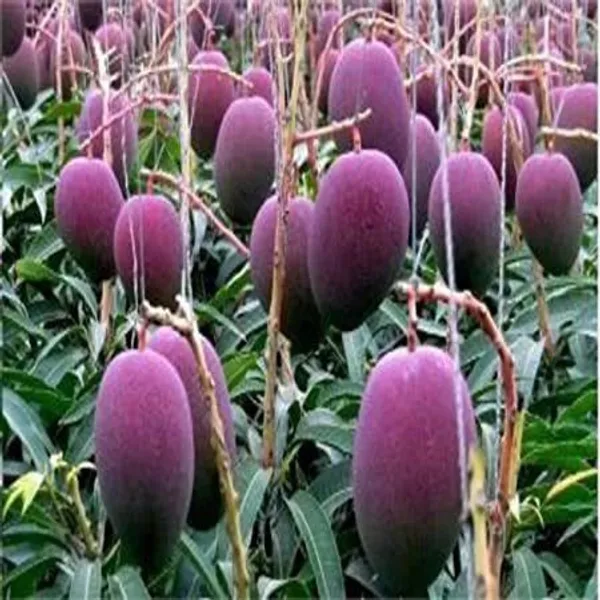Mango_Plant_(Hybrid,_Pack_of_1)
