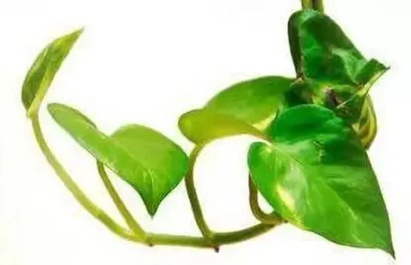 Money_Plant_(Hybrid,_Pack_of_1)