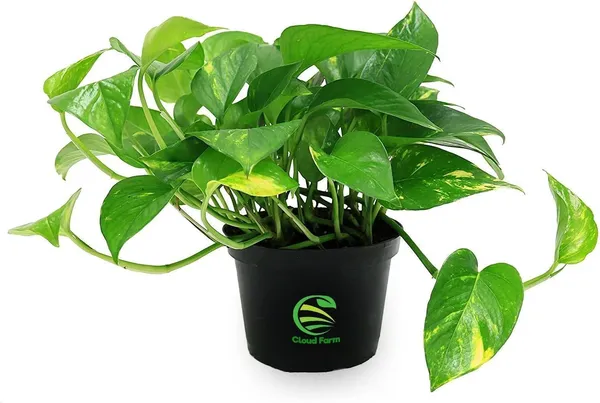 Money_Plant_(Hybrid,_Pack_of_1)