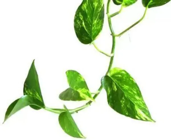 Money_Plant_(Hybrid,_Pack_of_1)