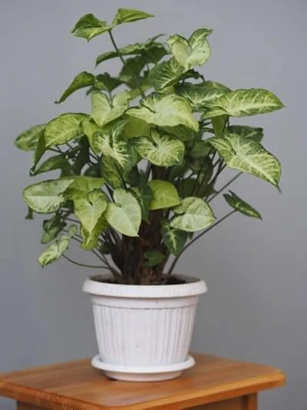 Syngonium_Plant_(Hybrid,_Pack_of_1)