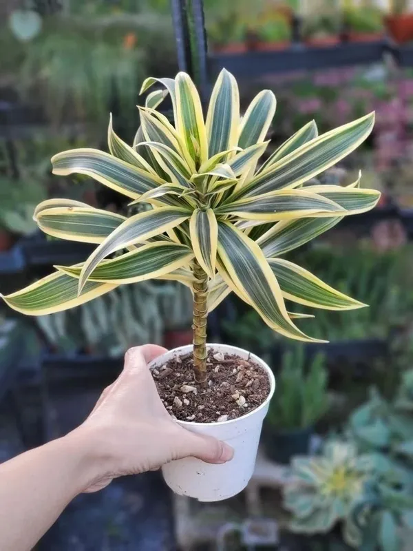 Song_Of_India_Plant_(Hybrid,_Pack_of_1)