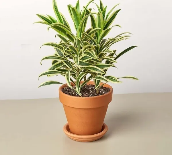 Song_Of_India_Plant_(Hybrid,_Pack_of_1)