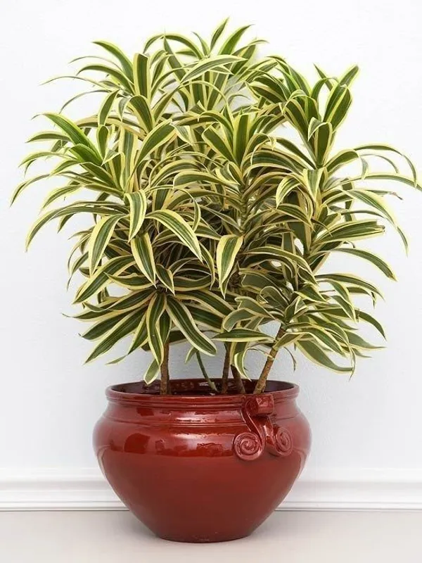 Song_Of_India_Plant_(Hybrid,_Pack_of_1)