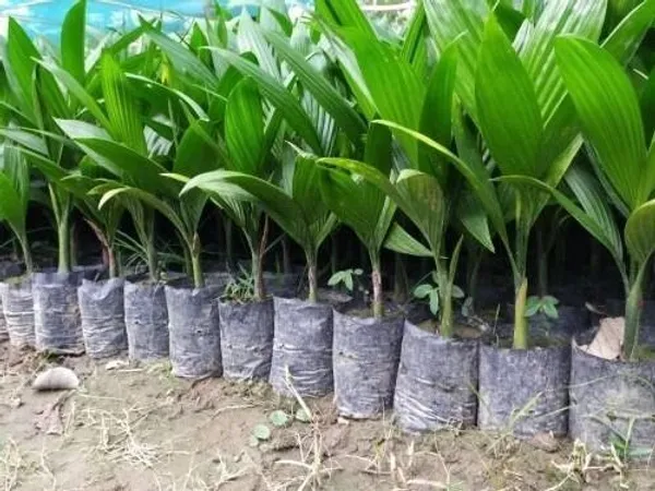 Betel_Nut/Supari_Plant_(Hybrid,_Pack_of_1)