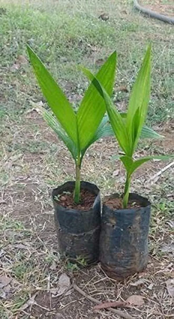 Betel_Nut/Supari_Plant_(Hybrid,_Pack_of_1)
