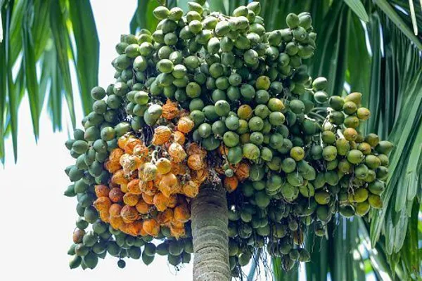 Betel_Nut/Supari_Plant_(Hybrid,_Pack_of_1)