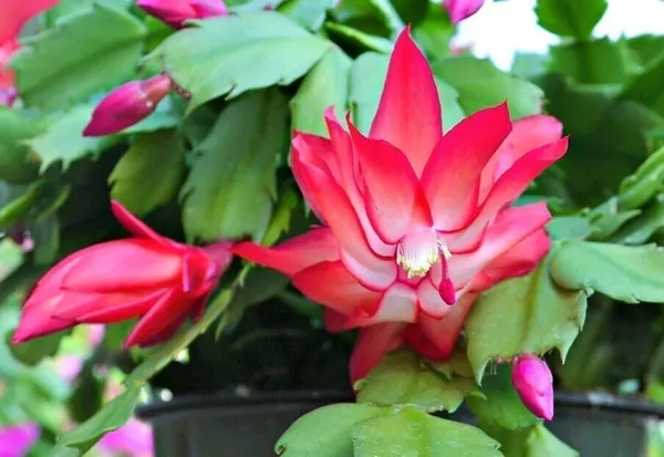 Zygocactus_Plant_(Hybrid,_Pack_of_1)