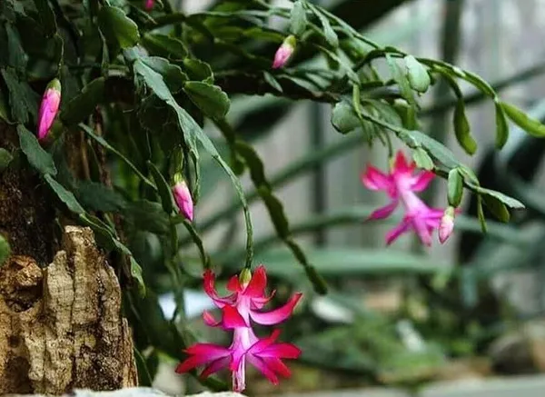 Zygocactus_Plant_(Hybrid,_Pack_of_1)